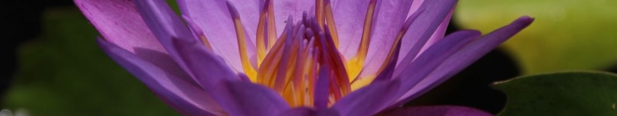 Chen Taijiquan – MH Taiji Aachen